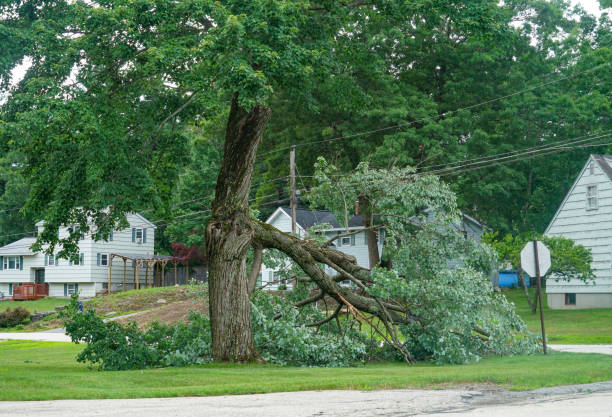 Best Tree Stump Removal  in Pegram, TN